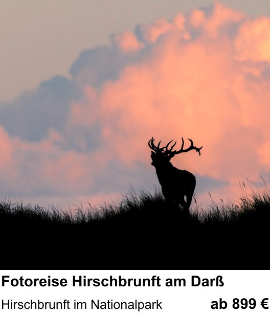 Perspektivischer Foto-Workshop über Fotoreise Hirschbrunft am Darß: Hirschbrunft im Nationalpark