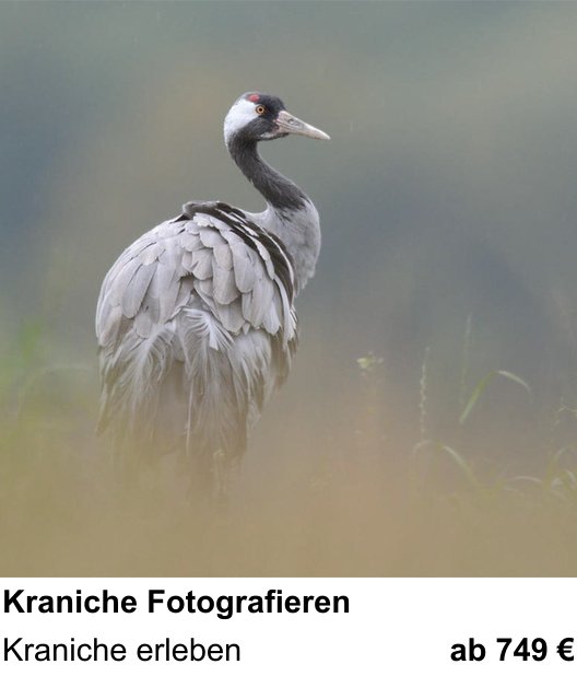 Perspektivischer Foto-Workshop über Kraniche Fotografieren: Kraniche erleben