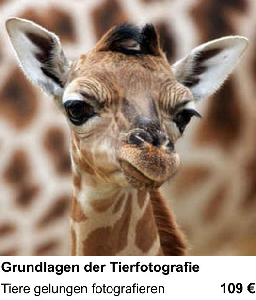 Fotografie-Training in Mainz: Grundlagen der Tierfotografie und Tiere gelungen fotografieren