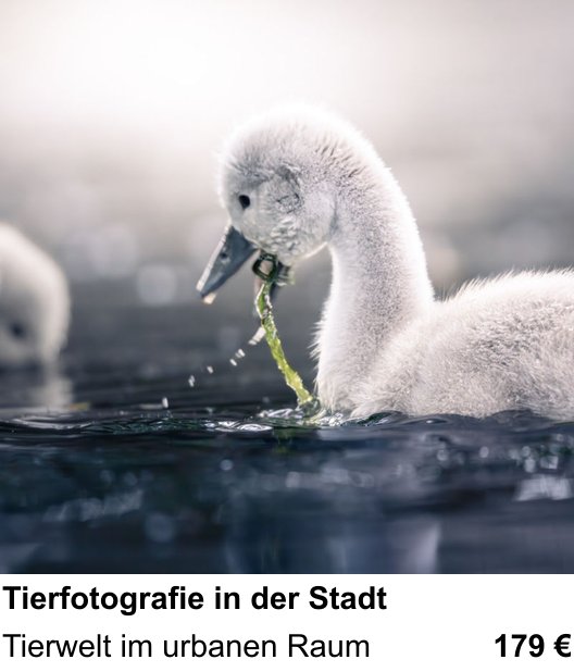 Fotografie-Training in Mainz: Tierfotografie in der Stadt und Tierwelt im urbanen Raum