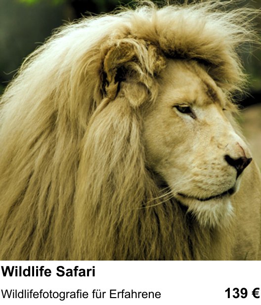 Fotografie-Training in Mainz: Wildlife Safari und Wildlifefotografie für Erfahrene