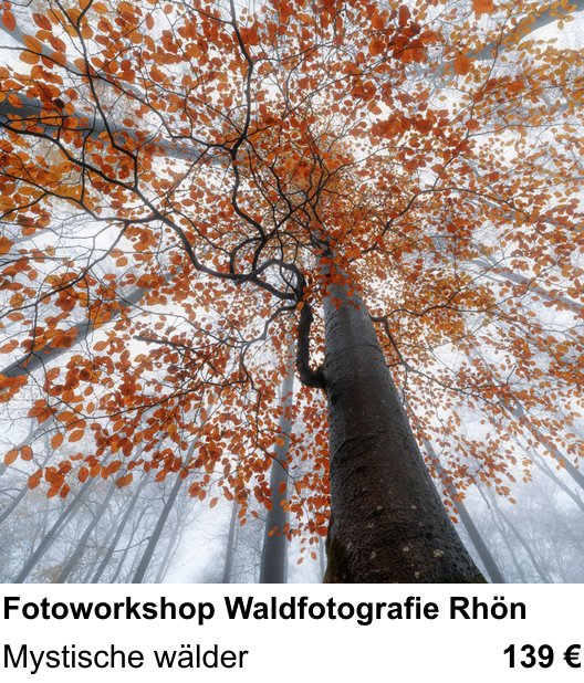 Perspektivischer Foto-Workshop über Fotoworkshop Waldfotografie Rhön: Mystische wälder
