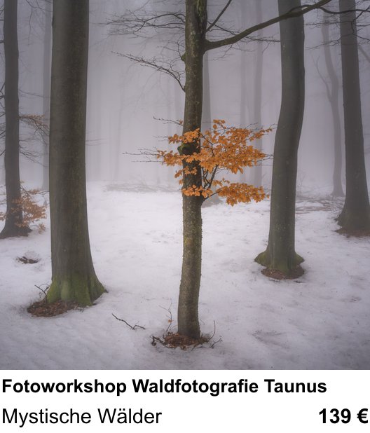 Perspektivischer Foto-Workshop über Fotoworkshop Waldfotografie Taunus: Mystische Wälder