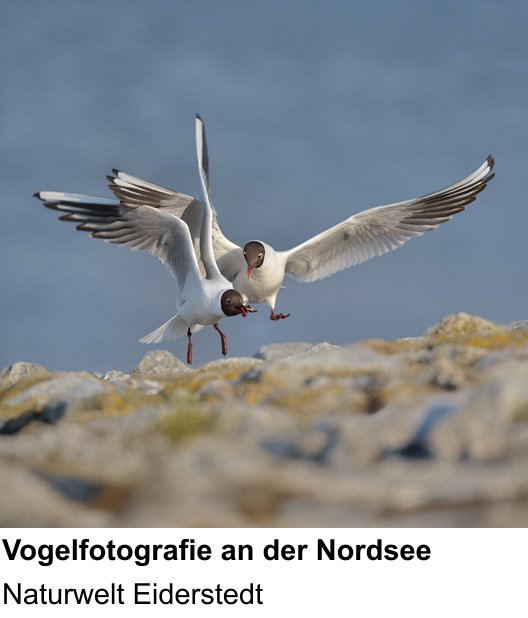 Perspektivischer Foto-Workshop über Küstenvögel und Landschaft an der Nordsee: Naturwelt Eiderstedt