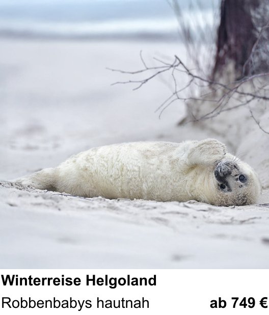Perspektivischer Foto-Workshop über Helgoland-Reise zur Robbenfotografie: Robbenbabys hautnah