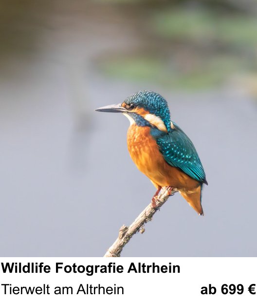 Perspektivischer Foto-Workshop über Wildlife Fotografie Altrhein: Tierwelt am Altrhein