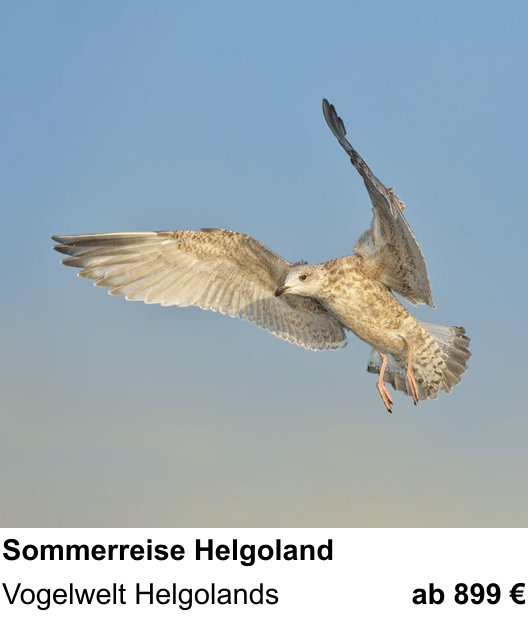 Perspektivischer Foto-Workshop über Naturfotografie auf der Hochseeinsel: Vogelwelt Helgolands